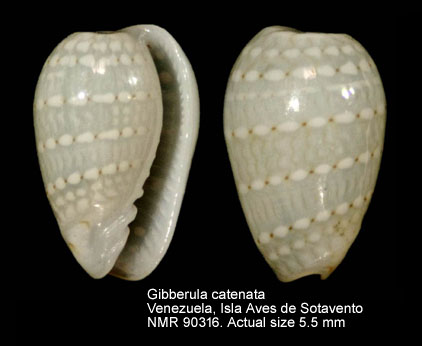 Gibberula catenata.jpg - Gibberula catenata (Montagu,1803)